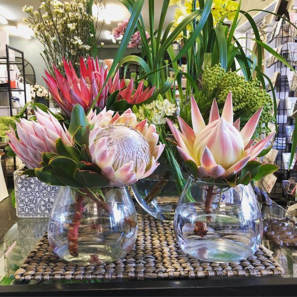 Selection of Protea